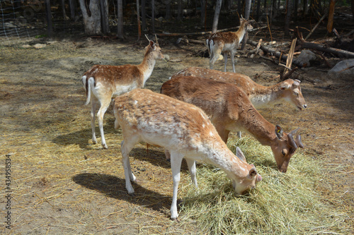 The fallow deer (Dama dama) is a ruminant mammal belonging to the family Cervidae. This common species is native to western Eurasia, photo