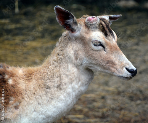 Fototapeta Naklejka Na Ścianę i Meble -  The fallow deer (Dama dama) is a ruminant mammal belonging to the family Cervidae. This common species is native to western Eurasia,
