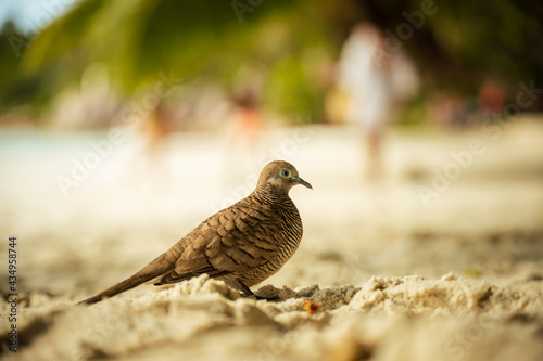 Seychelles  East Africa. Bird on the beach portrait. Bird photography. Birds of tropical island.