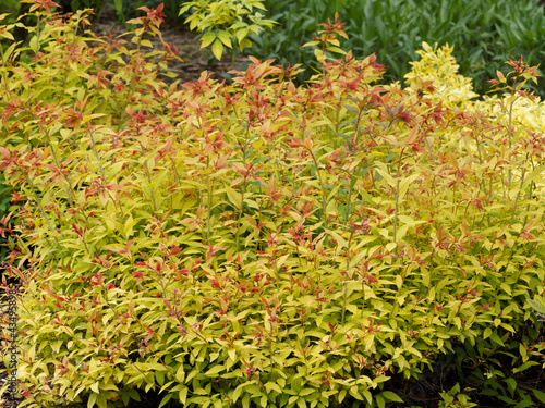 Spiraea x bumalda 'Gold Flame' ou spirée hybride, petit arbuste de forme arrondie au feuillage décoratif orange brique et feu formant une haie décorative photo