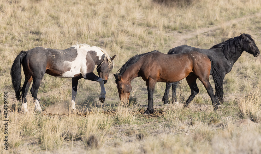 Wild Horses in the Utah Desert Wild Horses in the Utah Desert