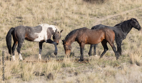 Wild Horses in the Utah Desert