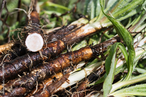 Scorzonera spanish black salsify close up, root vegetables freshly harvested from the summer garden and dirty with soil