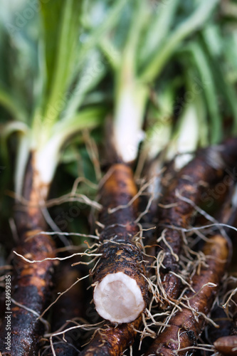 Scorzonera spanish black salsify close up, root vegetables freshly harvested from the summer garden and dirty with soil