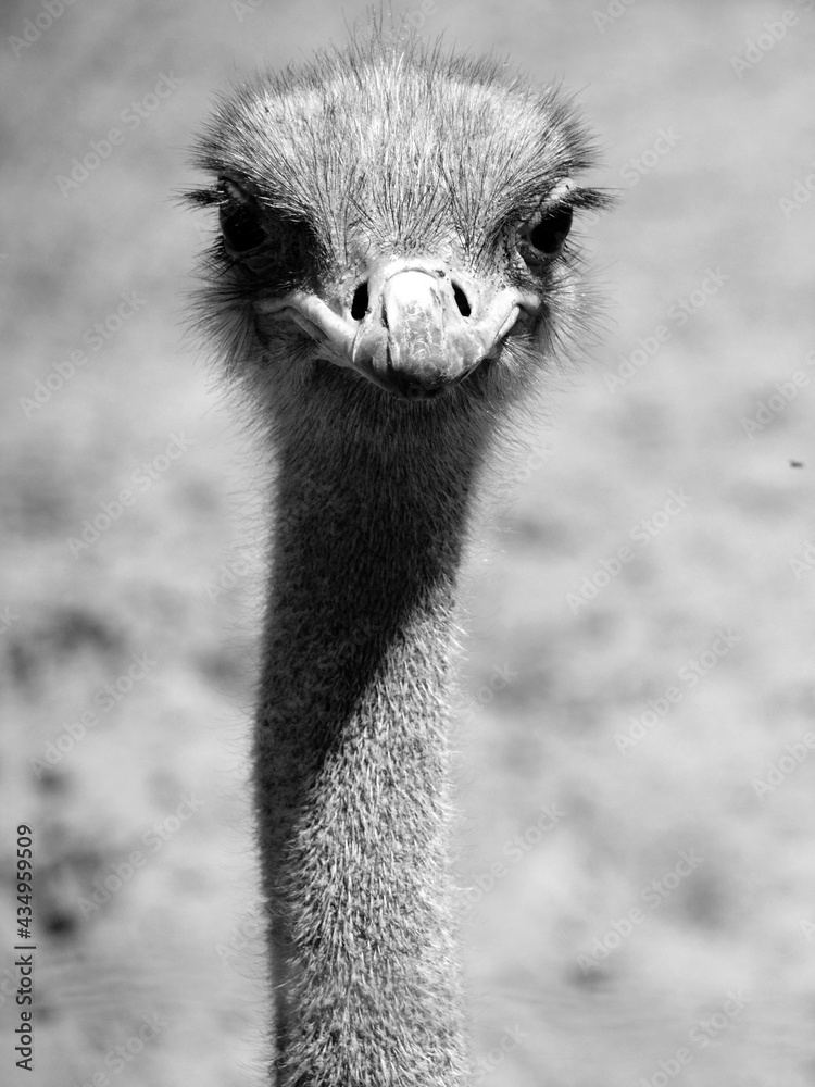 Φωτογραφία The Ostrich is one or two species of large flightless birds native to Africa, the only living member(s) of the genus Struthio