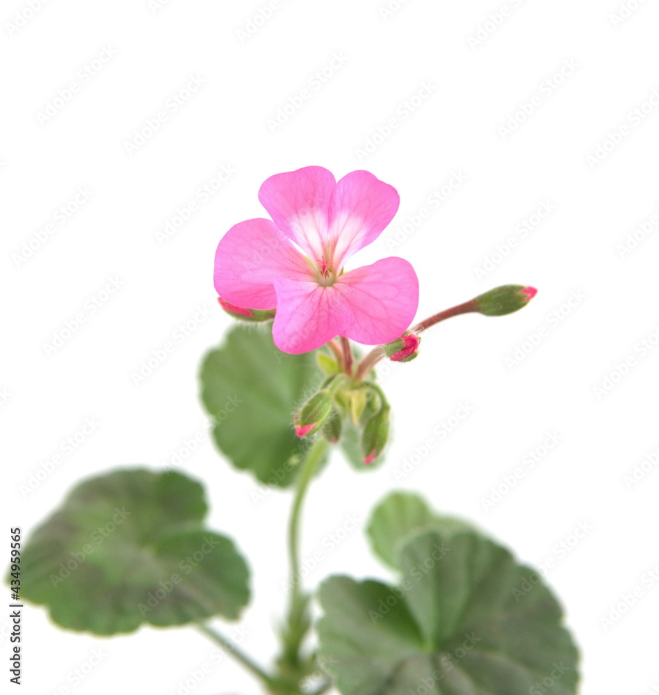 Geranium Zonal, Pelargonium hortorum with pink flowers, on white background Geranium Zonal, Pelargonium hortorum with pink flowers, on white background