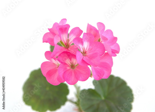 Geranium Zonal, Pelargonium hortorum with pink flowers, on white background