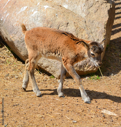 Murais de parede The European mouflon (Ovis gmelini musimon) is a subspecies and a descendant of the Armenian mouflon