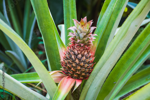 Wallpaper Mural Piña creciendo en su planta close-up Torontodigital.ca