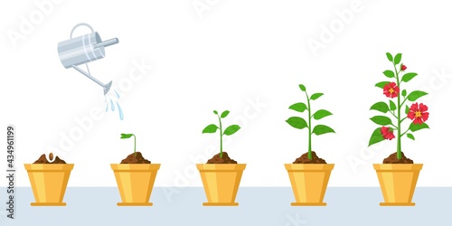 Flower growth process. Seedling, watering and gardening flowers phases. Stage of sprout growing into blossom plant in pot vector infographic