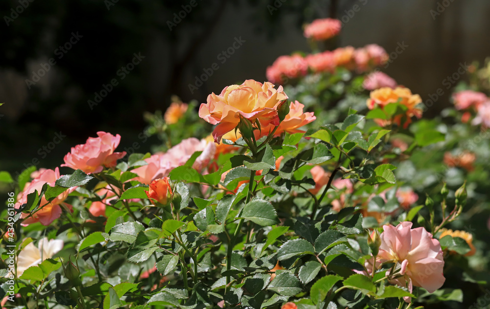 Rose flowers in the garden