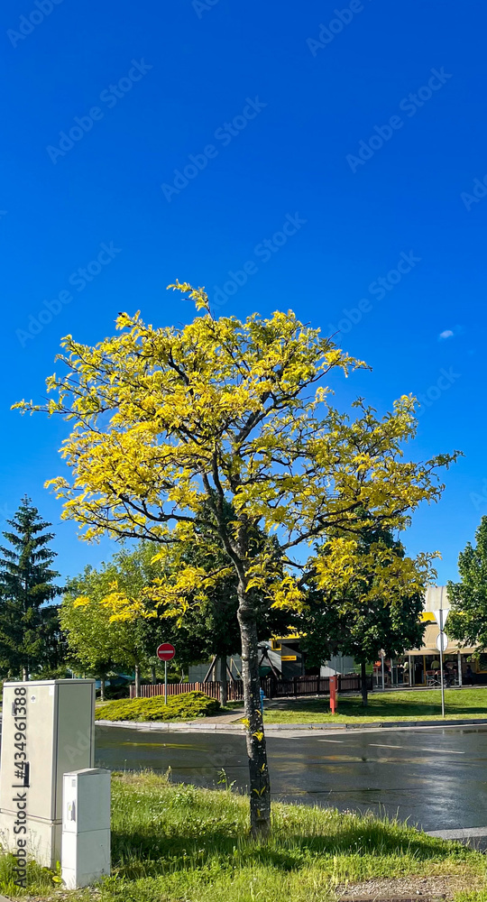 Árbol  amarillo en el parque 