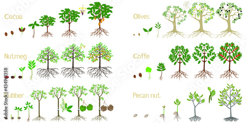 Set of growth cycles of trees with fruits on a white background.