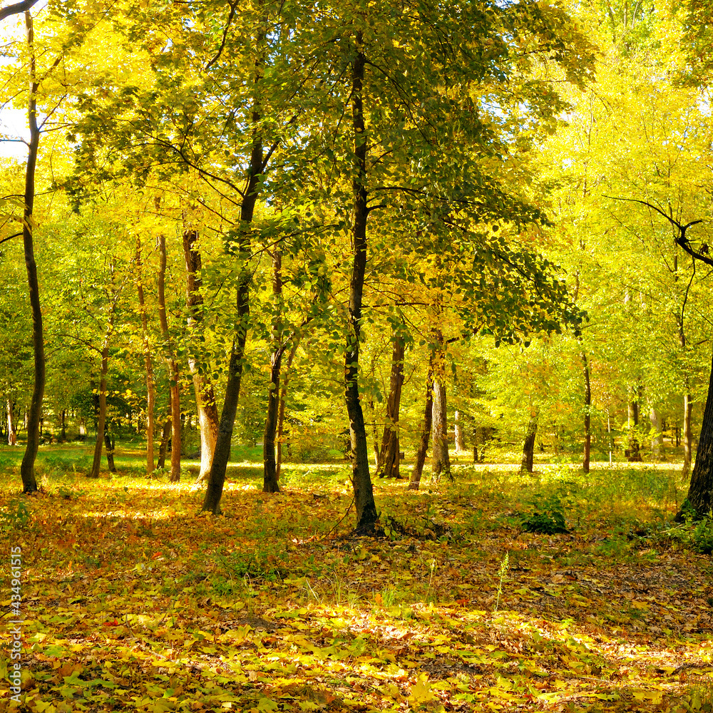 Beautiful autumn park with the yellow trees Beautiful autumn park with the yellow trees