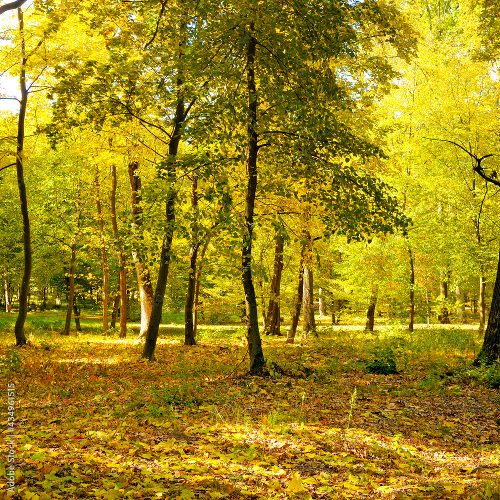 Beautiful autumn park with the yellow trees