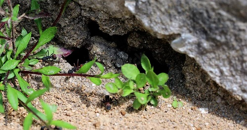 Big Black Ants Walking In Front Of The Entrance Of An Anthill. Close Up View / Macro Shot - DCi 4K Resolution

