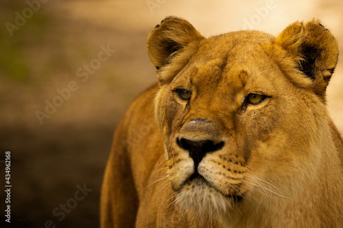portrait of a lion