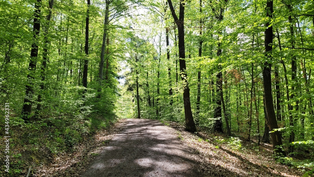 A straight forest road leading through fresh green forest in spring. 