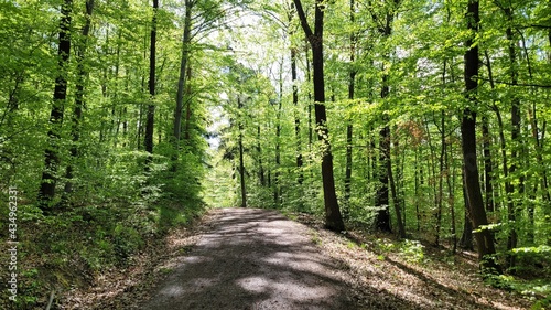 A straight forest road leading through fresh green forest in spring. 