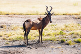 Red Hartebeest on the dry brown savannah