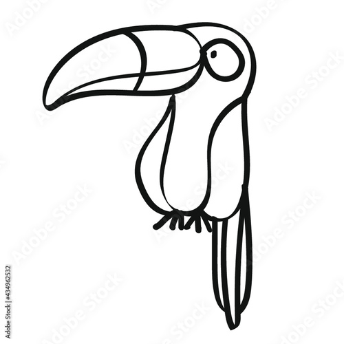 toucan bird on a branch