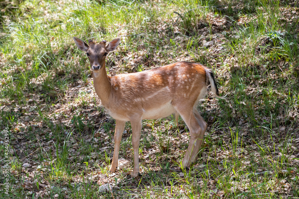 Young specimen of fallow or European Deer in the Sierra de Cazorla. The scientific name is Dama dama, sometimes called Cervus dama, it is a species of deer native to the Mediterranean region. Young specimen of fallow or European Deer in the Sierra de Cazorla. The scientific name is Dama dama, sometimes called Cervus dama, it is a species of deer native to the Mediterranean region.