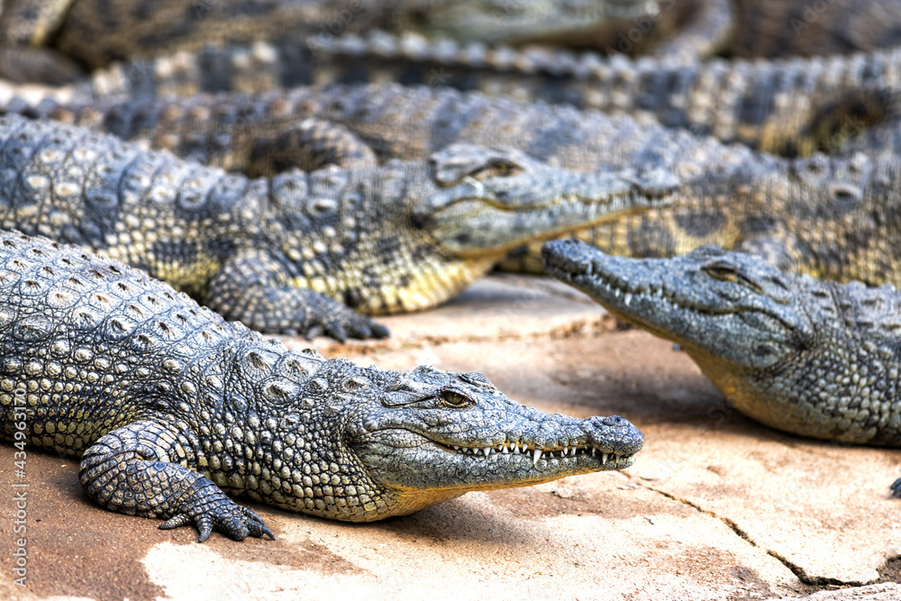 Fototapeta premium Big african alligators crocodiles crocodile farm
