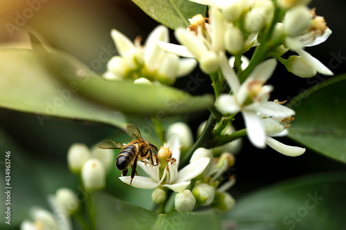 Honey bee picking pollen from orange flowers