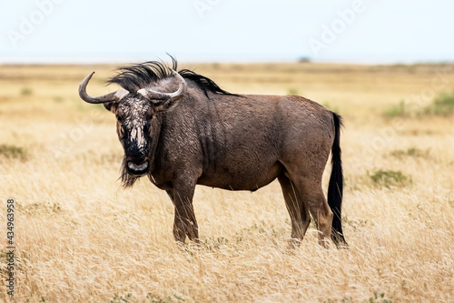 Large african antelope Gnu walking in yellow dry grass