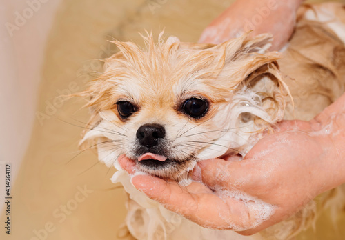 Dog.Pomeranian takes a shower and washes up. The spitz stands submissively under the pressure of the water. The dog is bathed photo