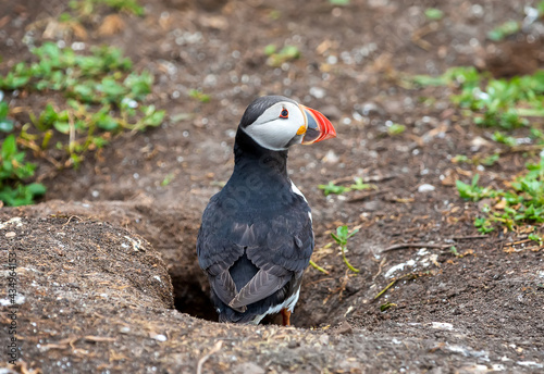 An adult puffin stays near his nest with flowers on the Farne Islands in England on summer time. UK