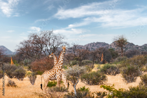 Couple of giraffe walking in african bush