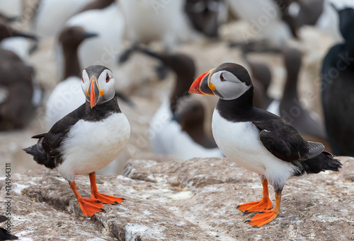A flock of Atlantic puffins are standing on a cliff under sunlight. Farne Islands, Northumberland England, North Sea. UK