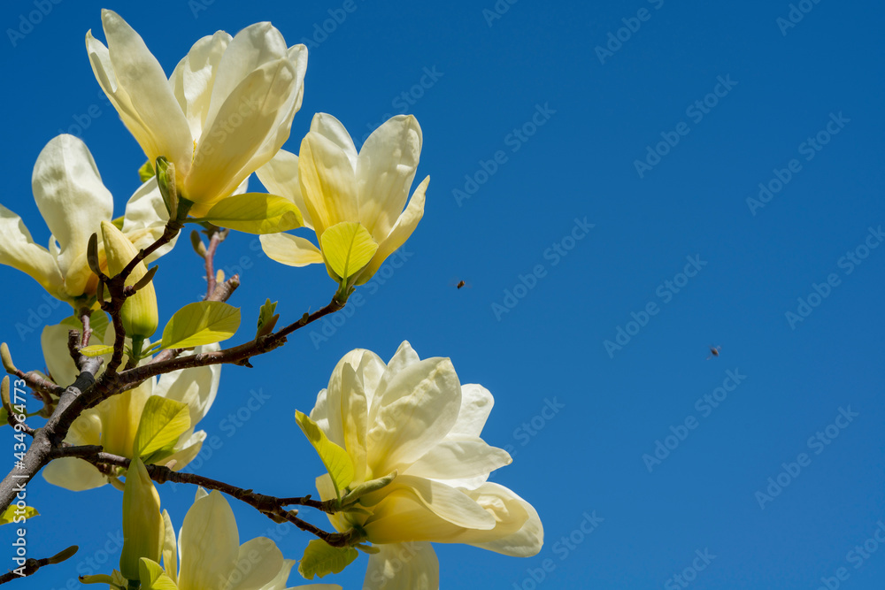 Fototapeta premium yellow flowers of a magnolia