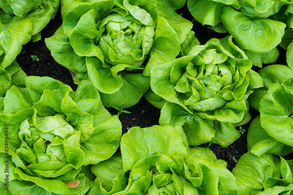 Fototapeta premium Beautiful organic green Butterhead lettuce or Salad vegetable garden on the soil growing,Harvesting Agricultural Farming.