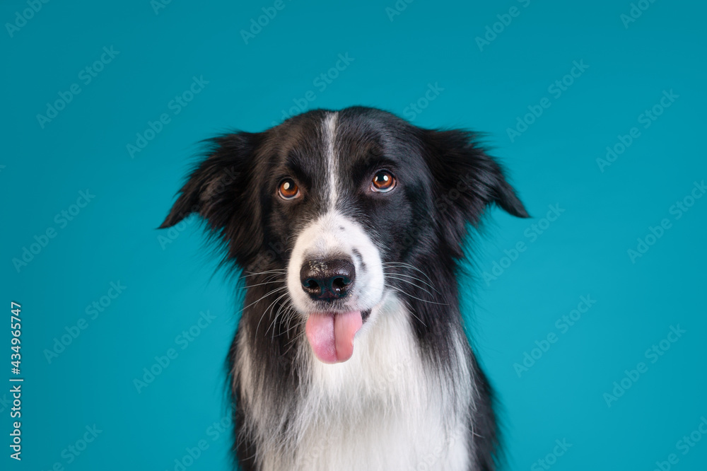 border collie dog studio portrait