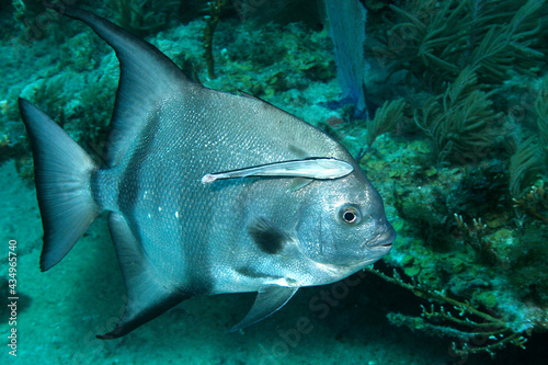 Atlantic Spadefish with remora attached photo