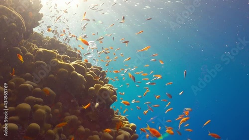 Tropical Fish on Vibrant Coral Reef