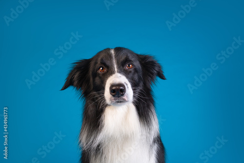 border collie dog studio portrait