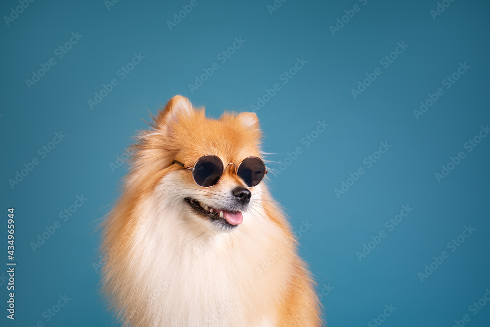 Obraz premium Pomeranian spitz studio portrait sunglasses 