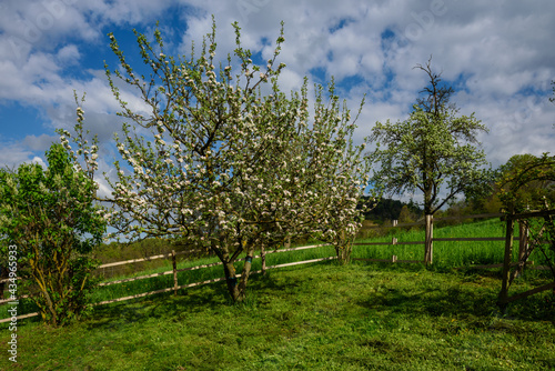 Blüten am Apfelbaum