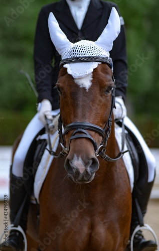 rider on horse in equestrian competitions. close-up, front view. dressage or outdoor training