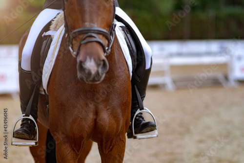rider on horse in equestrian competitions. close-up, front view. dressage or outdoor training