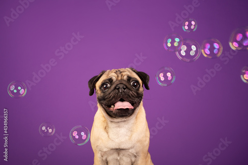 Pug studio portrait with bubbles © Елена Гоманкова
