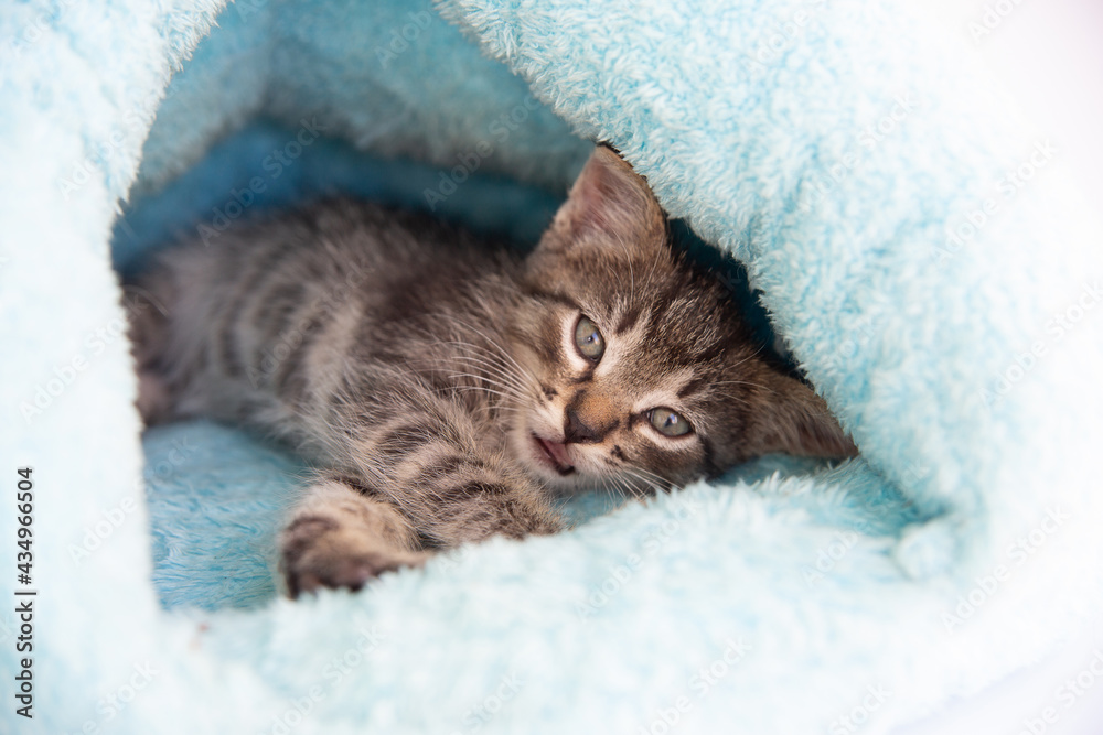 Tabby kitten sleeps in a soft blue house