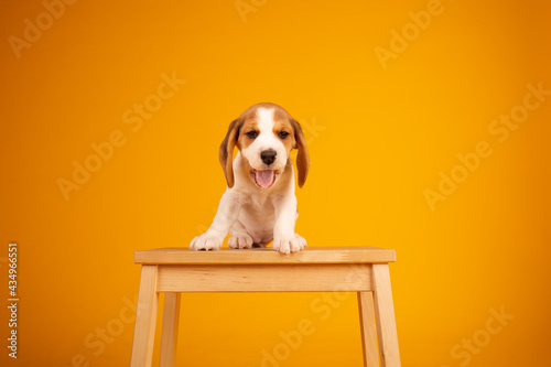 Beagle puppies studio photography
