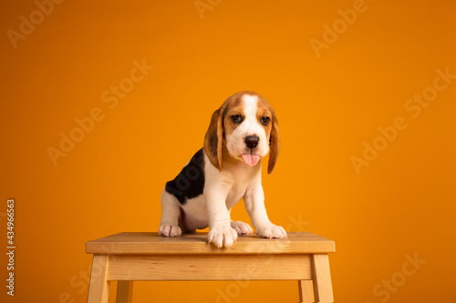 Beagle puppies studio photography