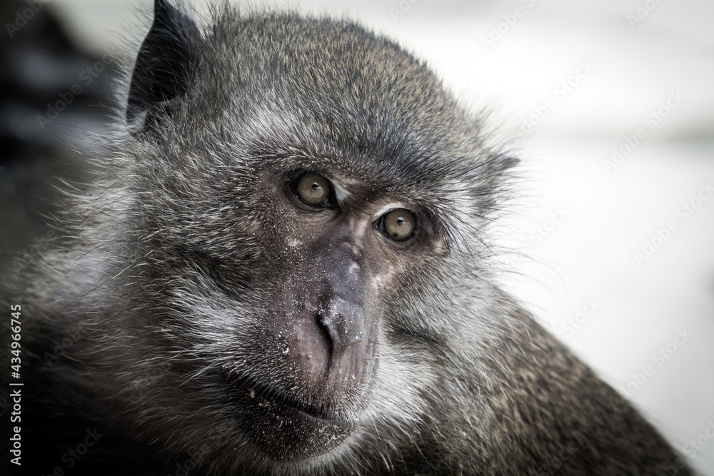 Monkey island thailand Monkey island thailand