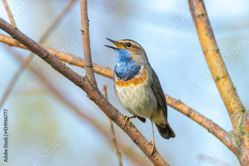 Closeup of a blue-throat bird Luscinia svecica cyanecula singing photo