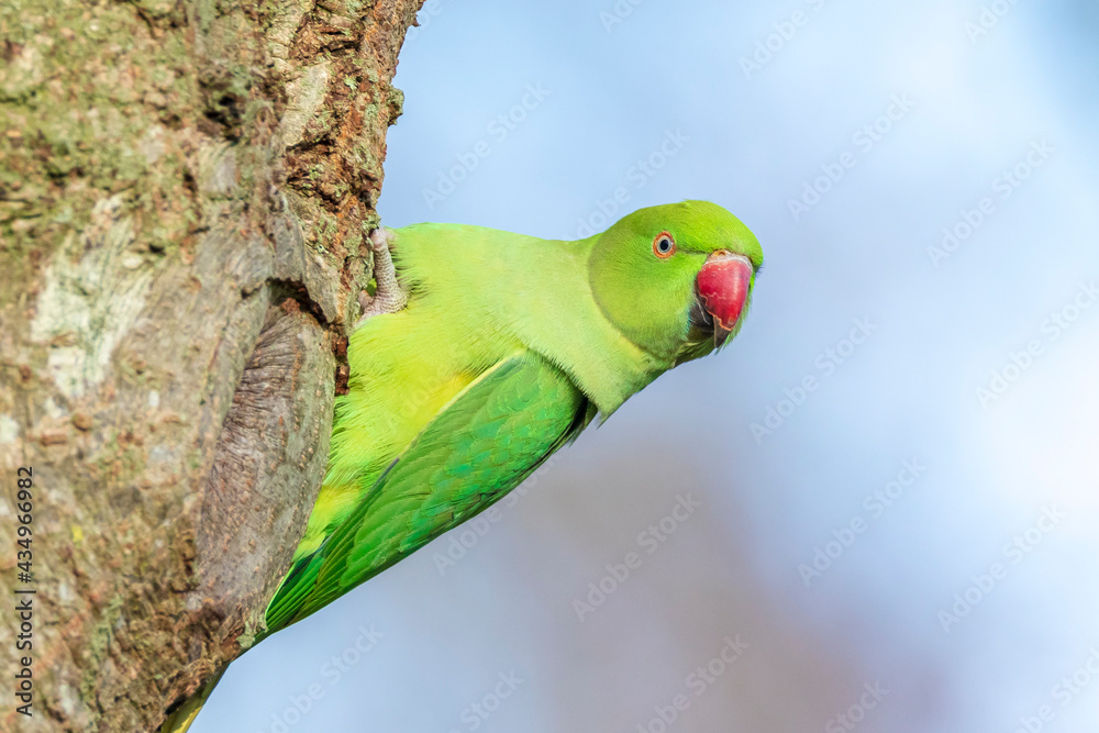 Rose-ringed parakeet, Psittacula krameri, looking out of a tree hole Rose-ringed parakeet, Psittacula krameri, looking out of a tree hole